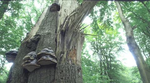 End OF Tree Stump With Mushrooms Tracking Shot Up Video stock 36874029