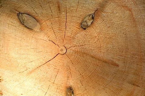 The end of the trunk of a coniferous tree.	 Stock Photos