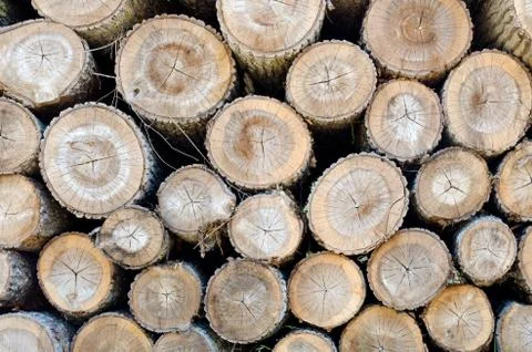 End view of stack of cut tree logs Stock Photos