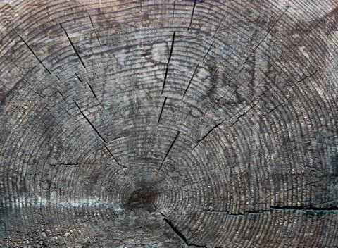 End of the wood texture background 스톡 사진