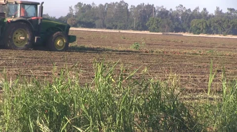End of the year tomato harvest Video stock 54099780