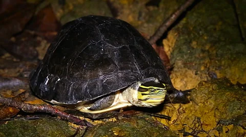 Endangered Amboina Box Turtle emerges from shell in the jungles of Borneo. Video stock 32542737
