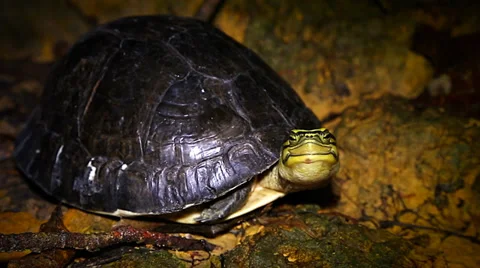 Endangered Amboina Box Turtle looks at camera, walks away in Borneo. Stock Footage 32543183