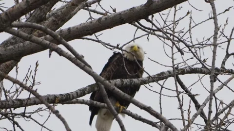 Endangered American bald eagle perched on windy tree branch calling out Video stock 332627481