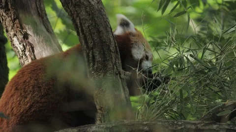 Endangered and Cute Red Panda Sitting in a Tree Eating Leaves Stock-Footage 228615433
