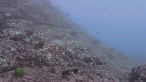 Endangered Australian Flatback Turtle Vidéo 150472671
