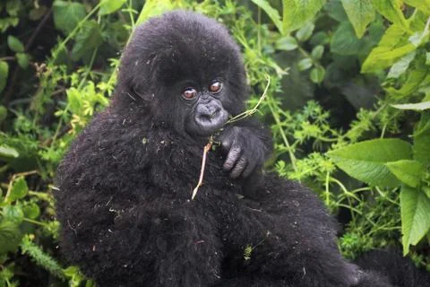 An Endangered BABY Mountain Gorilla eats leaves in the wild in Rwanda, Africa. Stock Photos