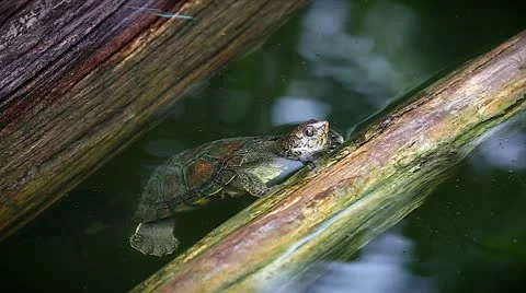 Endangered Big-headed Turtle in Madagascar. Stock Footage 21286166