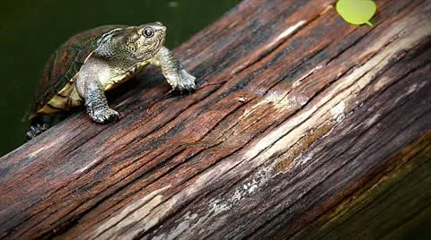 Endangered Big-headed Turtle in Madagascar. Stock Footage 21286266