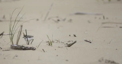 Endangered bird species in Poland, ringed plover, 4K slomo Stock Footage 258147964