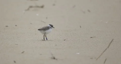 Endangered bird species in Poland, ringed plover, 4K slomo Stock Footage 258148581