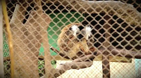 Endangered Black Lemur improperly and illegally caged in Madagascar. Stock Footage 21282803