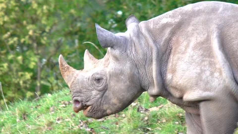 Endangered Black Rhino In Conservation Program 4K Stock Footage 119826687