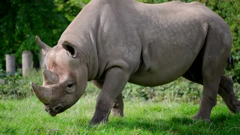 Endangered Black Rhino, In Conservation Program 4K Stockbeeldmateriaal 161474905