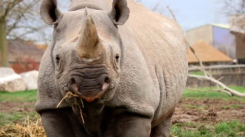 Endangered Black Rhino Looking Front On, In Conservation Program 4K Stock Footage 99142153