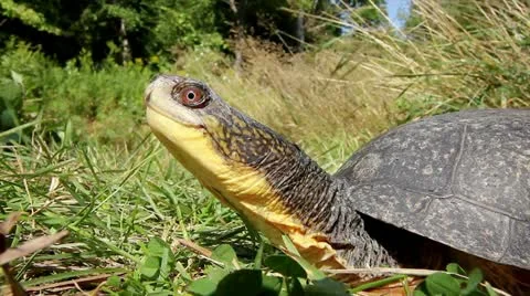 An Endangered Blanding's Turtle Extends its Long Neck and Looks Around. Video stock 11866035
