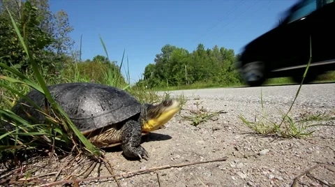 Endangered Blanding's Turtle on Road as Car Zips By. Stock Footage