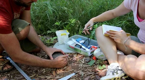 An Endangered Blanding's Turtle is Studied in the Field. Video stock 11866936