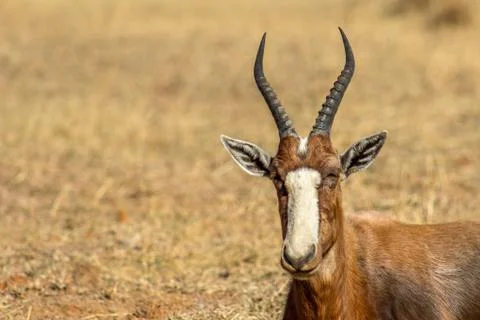 Endangered Blesbok Antelope Foto stock
