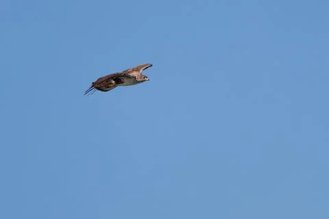 Endangered Bonelli's eagle flying against a blue sky background Stockfoto's