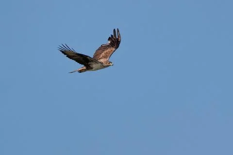 Endangered Bonelli's eagle with outstretched wings against a blue sky background 库存照片