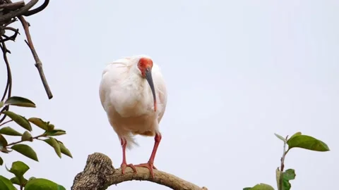 Endangered Crested Ibis Perched on Tree Branch Against Clear Sky Видео 330214518