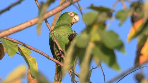 Endangered Cuban Parakeet, feeding on fruit, Cuba Video stock 88556491