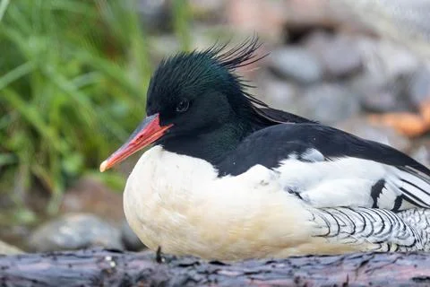 Endangered duck with scaled flanks. Eats fish and aquatic insects. Photo take Stock Photos