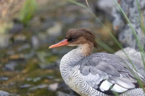 Endangered duck with scaled flanks. Eats fish and aquatic insects. Photo take Stock Photos