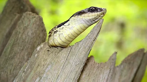 Endangered Eastern Hog-nose Snake (Heterodon platirhinos) in Ontario, Canada. Stock Footage 29065234