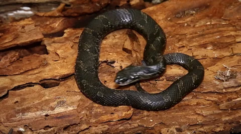 Endangered Eastern Hog-nose Snake (Heterodon platirhinos) in Ontario, Canada. Stock Footage 29066895