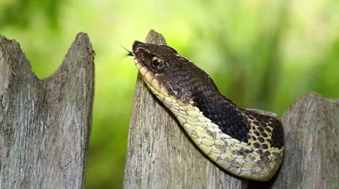 Endangered Eastern Hog-nosed Snake (Heterodon platirhinos) in Ontario, Canada. Stock Footage 29060799