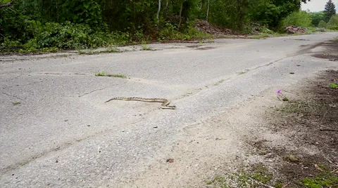 Endangered Eastern Hog-nosed Snake slithers across a road. Stock Footage 29062723