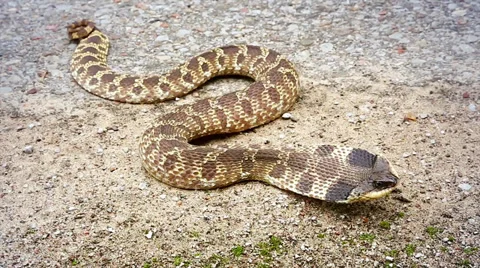 Endangered Eastern Hog-nosed Snake mimics a cobra during a threat display. Video stock 29063759
