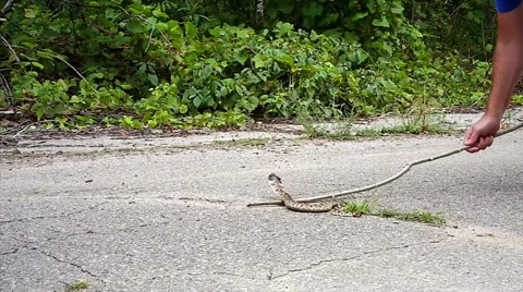 Endangered Eastern Hog-nosed Snake is carefully removed from road by biologist. Stock Footage 29066493