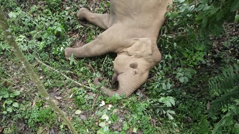 Endangered Elephant Electrocution from Illegal Power Lines, Wildlife Conflict 4K Stock Footage 305433780