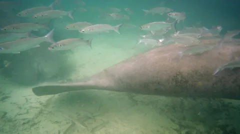 Endangered Florida Manatee and fish in Crystal River, Florida, USA. Stock Footage 46522174