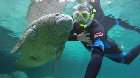 Endangered Florida Manatee and man swimming in Crystal River, Florida, USA. Stock Footage 46522528
