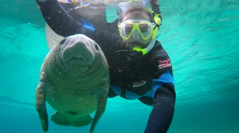 Endangered Florida Manatee and man swimming in Crystal River, Florida, USA. Stock Footage 46523451