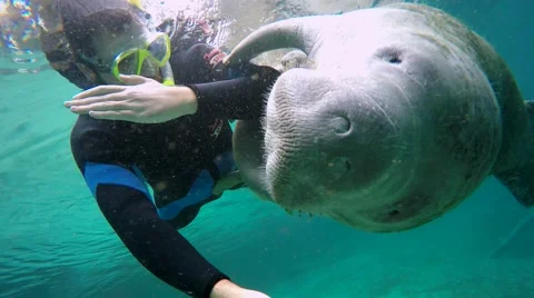 Endangered Florida Manatee and man swimming in Crystal River, Florida, USA. 스톡 동영상 46584282