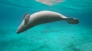 Endangered Florida Manatee Swimming In Crystal River, Florida, Usa. Stock Footage