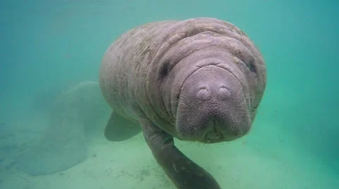 Endangered Florida Manatee swimming in Crystal River, Florida, USA. Stock-Footage