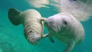 Endangered Florida Manatee Swimming In Crystal River, Florida, Usa. Stock Footage