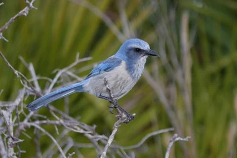 Endangered florida scrub-jay Stock Photos
