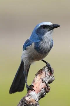 Endangered florida scrub-jay Stock Photos