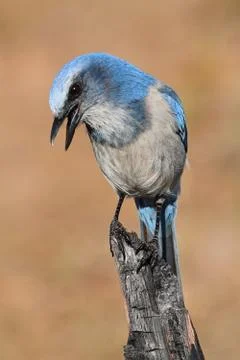 Endangered florida scrub-jay Stock Photos