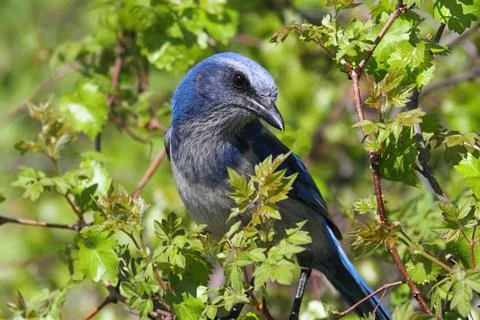 Endangered florida scrub-jay Stock Photos