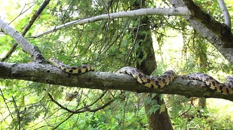 An Endangered Foxsnake crawls along a tree branch in Ontario, Canada. Video stock 12152932