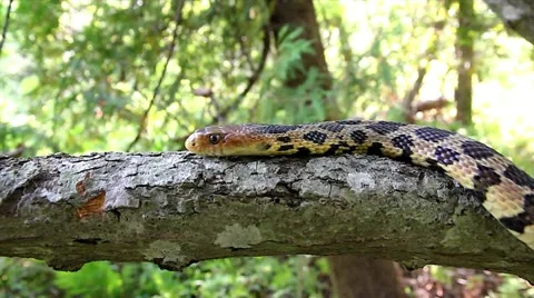 An Endangered Foxsnake crawls along a tree branch in Ontario, Canada. Video stock 12152936