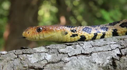 An Endangered Foxsnake crawls along a tree branch in Ontario, Canada. Stock Footage 12153250